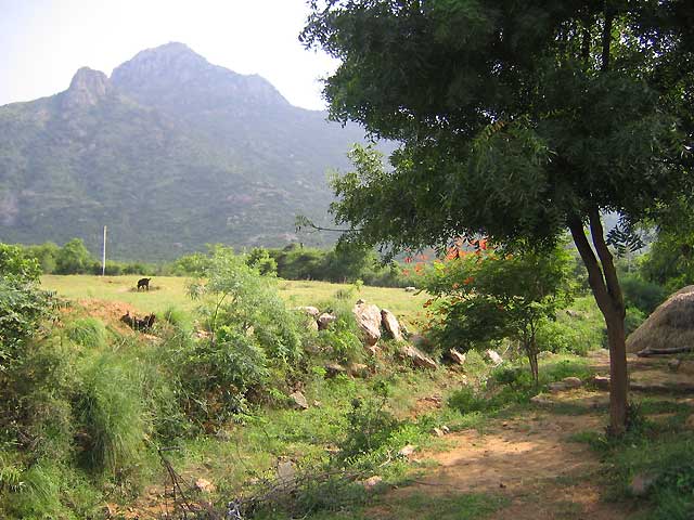 Arunachala