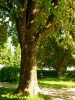 Pleinair Eichendorffplatz Muenchen rette Kastanien Kultur Art Munich save Chestnuts Paris Bosnien Pragser Wildsee Berlin