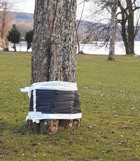 Kastanien Verband Starnberg Freibad