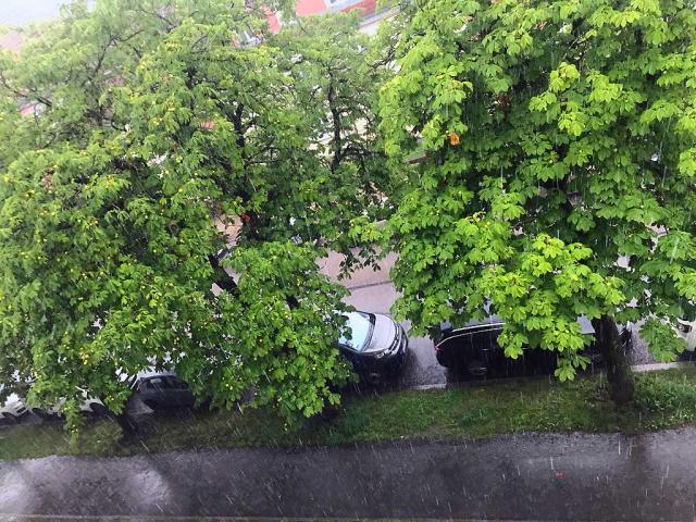 Kastanien sind gruen woanders schon braun Mykorrhiza Pilze helfen