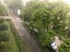 Sommerregen Mykorrhiza Pilze helfen Kastanien in Sendling