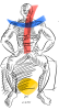 Bodybuilding Varianten
