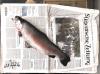 Forelle Trout